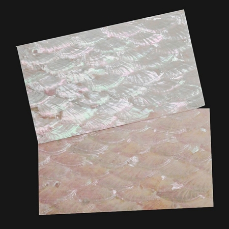 Donkey Ear Angel Wing Shell Sheet
